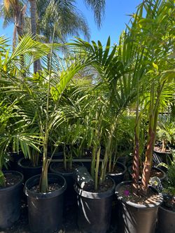 King Palm tree