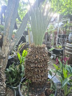 Sego Palm Tree