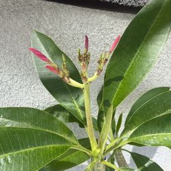 Plumeria