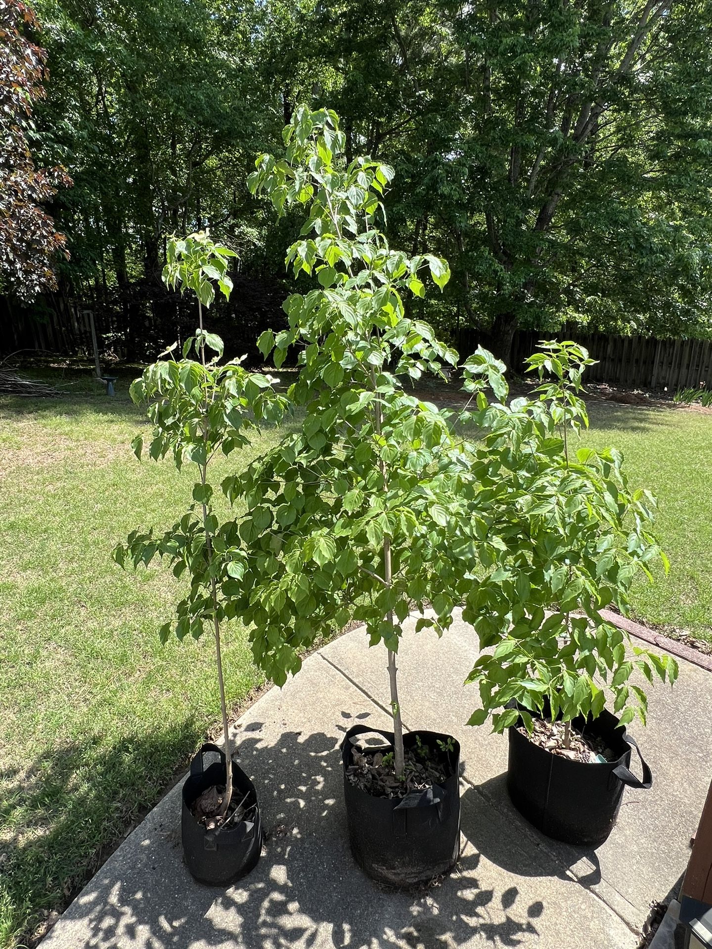 Potted Trees