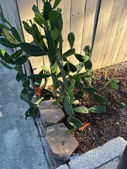 Med Cactus stalk!