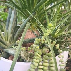 Beautiful Arrangement Plants.