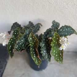 Begonia Maculata Polka Dots Blooming White Flowers Plant , Is Full Shade Plant In 1 Gallón Pot Pick Up Only