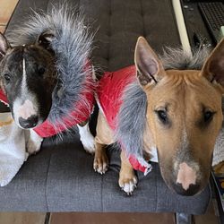 Dog Jackets