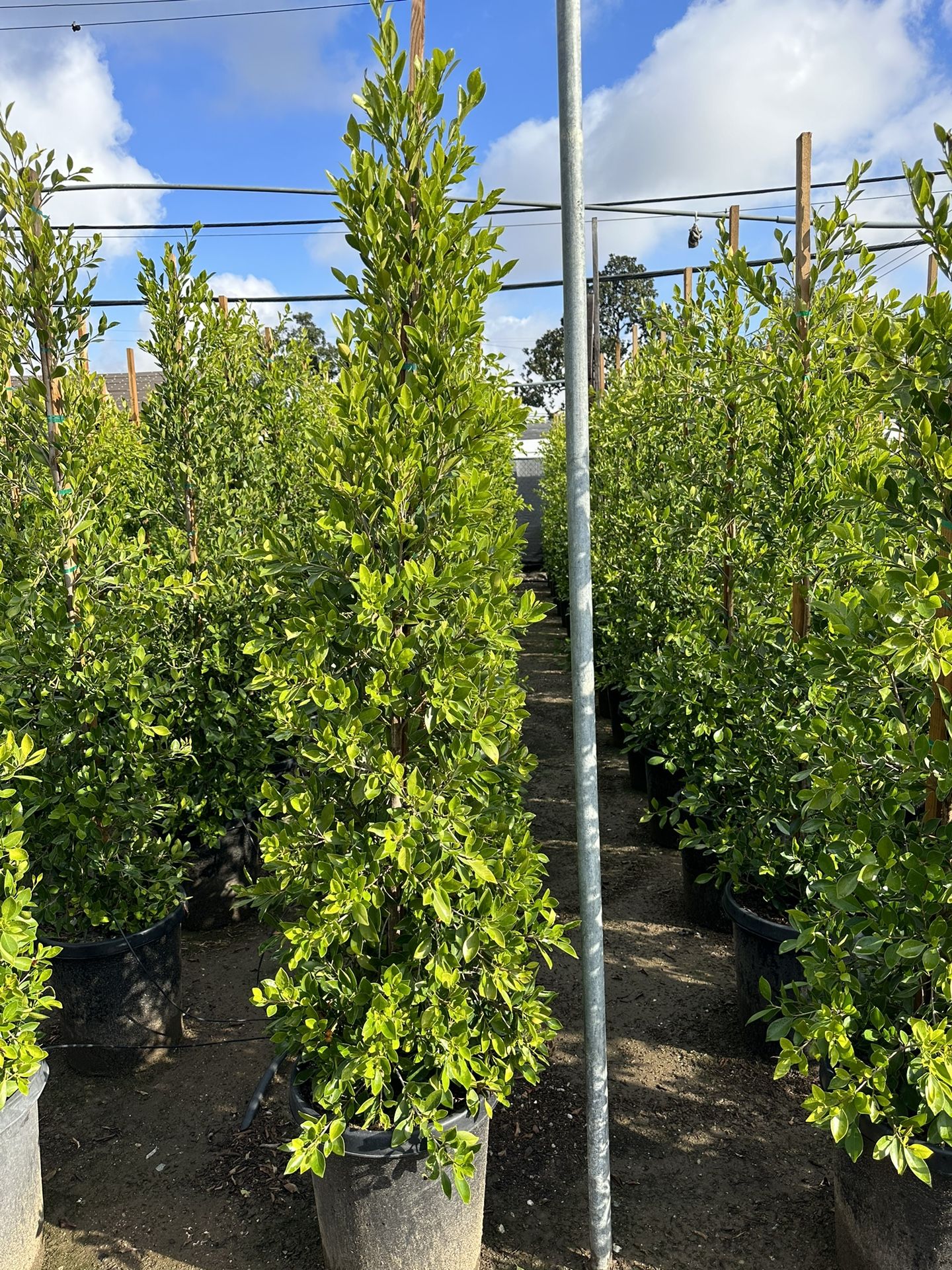 Ficus Nitida Indian Laurel Privacy Hedge