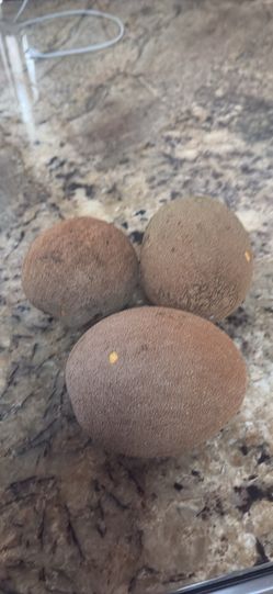 Mamey zapote