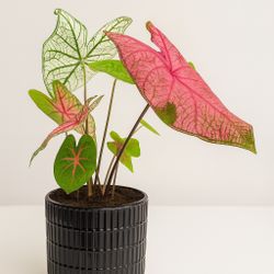 🌿 Dual Caladium Delight – Colorful Foliage for Indoor Elegance 🌿
