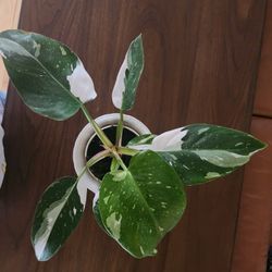 Variegated Potho Plant