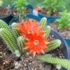 Cactus (Español)