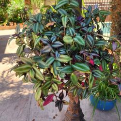 Hanging Tradescantia Zebrina Wandering Jew