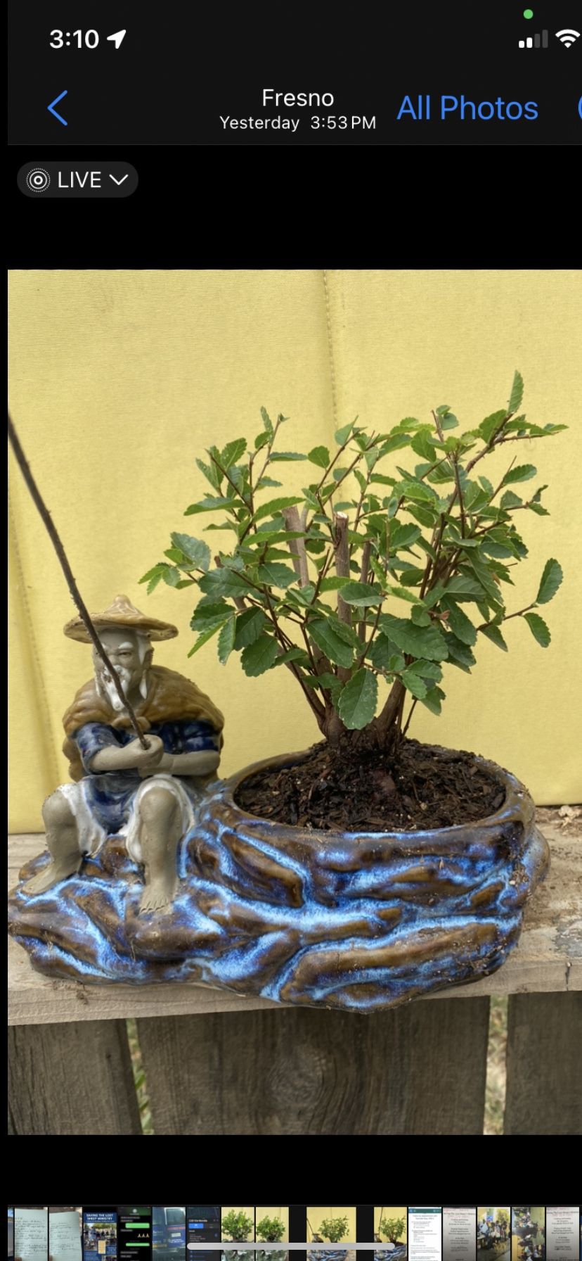 Bonsai Chinese Album In A Beautiful Pot  $75
