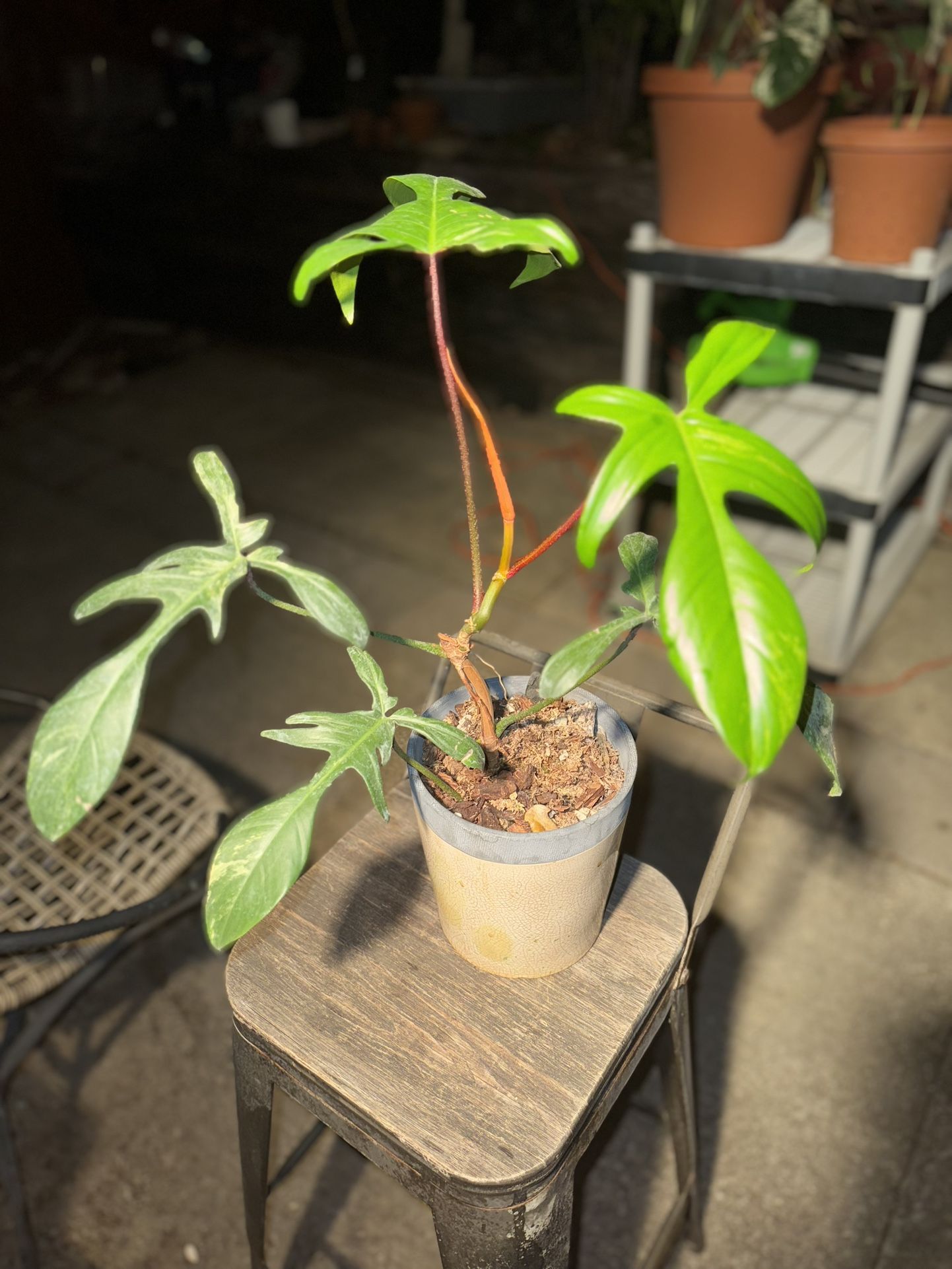 Variegated Florida Beauty Philodendron