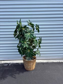 Artificial 43” Dwarf Schefflera or umbrella tree.