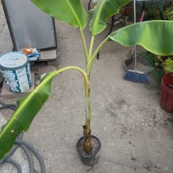 Banana Plant
