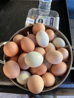 Fresh Eggs