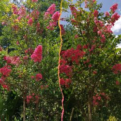 Beautiful Crape Myrtle Tree 25gl $200🏡🏡