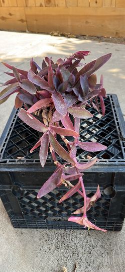 Love ❤️ purple. Tradescantia