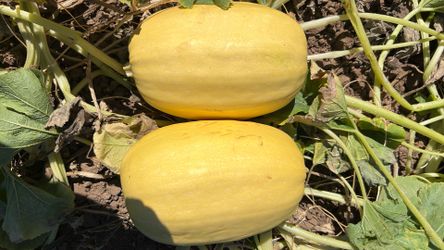 Calabaza spageri
