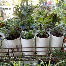 Plants Plants Plants