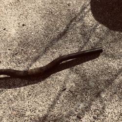 Short Black Riser Handlebars FGFS Fixed Gear Single Speed MTB Road Bike