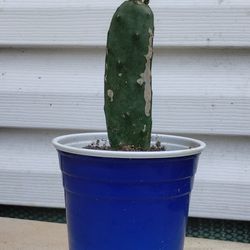 Cactus 🌵 Plant 
