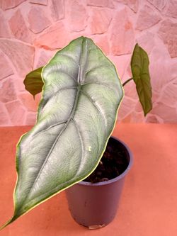 Alocasia Dragon Scale/Breath Plant  -5inch