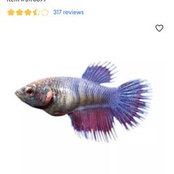 Female Betta 