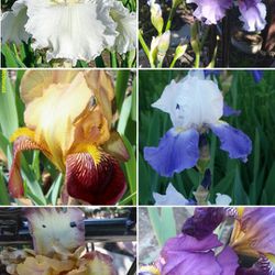 Mystery Color Bearded Iris Bulbs 5 For 23$