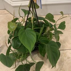 Heart leaf Philodendron Plant 