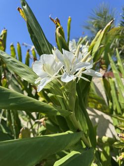 White Hawaiian Ginger Plants