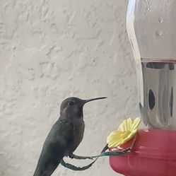 New Hummingbird Feeder
