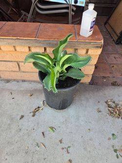 Kalanchoe plants