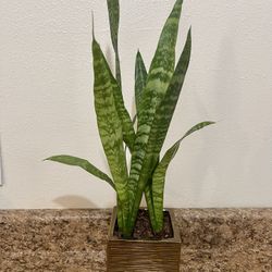 $20 Planta Snake 