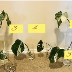 Monstera Albo  Cuttings - Group 5-diff Prices