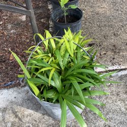 Queen Palm Tree Seedlings