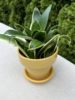 Sansevieria House Plant. Sammamish, Beaver Lake 