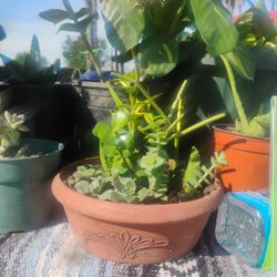 Succulents & Assorted Desert Plants With Aloe Vera