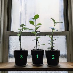 🌿 Cuban Oregano Plants for Sale