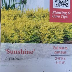 2.5qt Sunshine Lingstrums $5 EACH