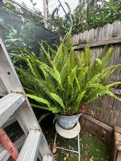 Planta