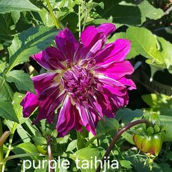 Dahlia Plants Dinnerplate Purple Taijha $5 each