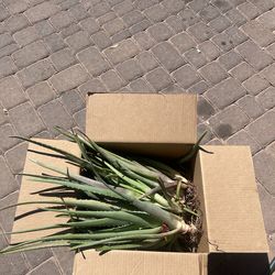 Small Alo Vera plant