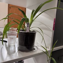 Spider plant with baby, great easy houseplants