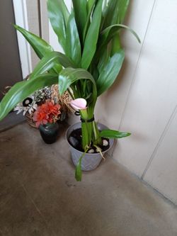 Large pink calla lily plant