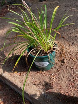 🌸 Large Established Lily Plant – Multiple Bulbs – $20 OBO