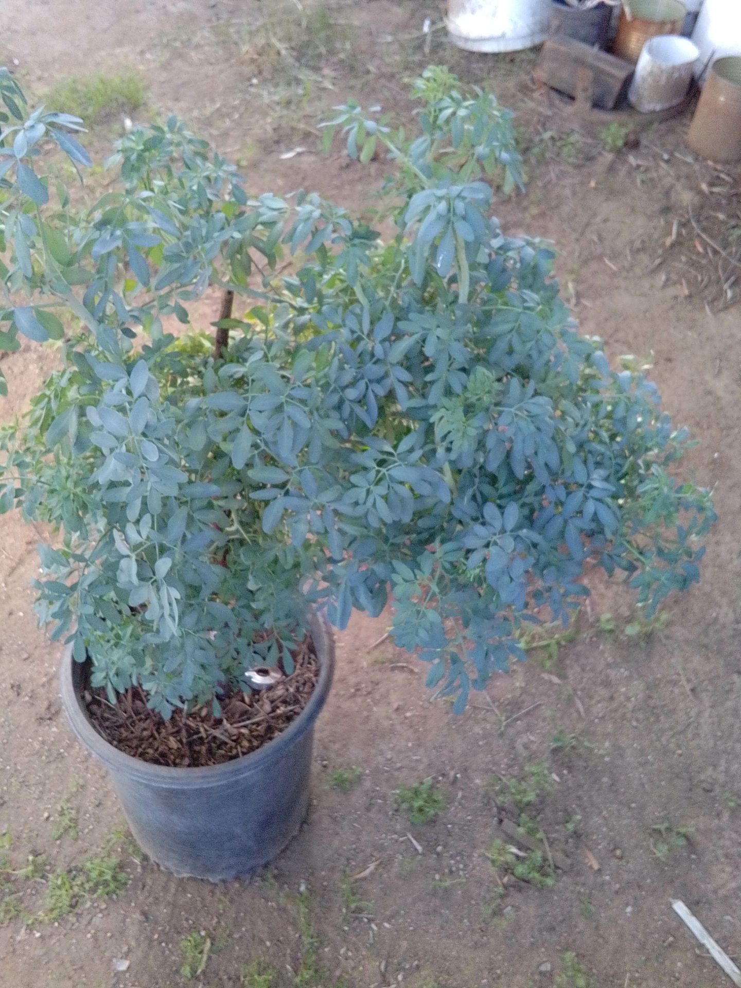 Planta de ruda grande