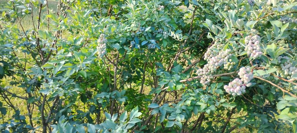 2 Years Old Or More Blueberry Plants
