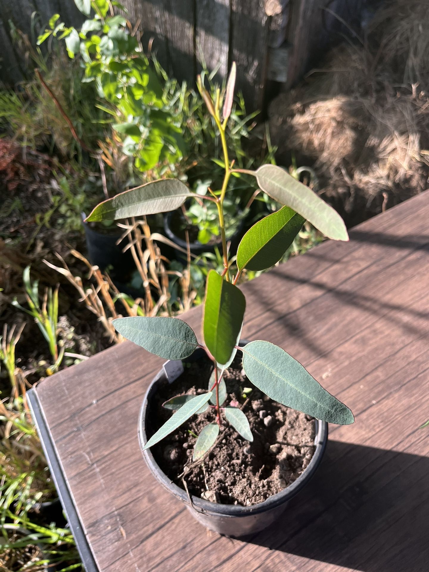 LIVE Eucalyptus torquata ‘Coral Gum’ 1 Gallon Potted Plant