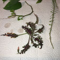 Variety Of Plant Clippings 