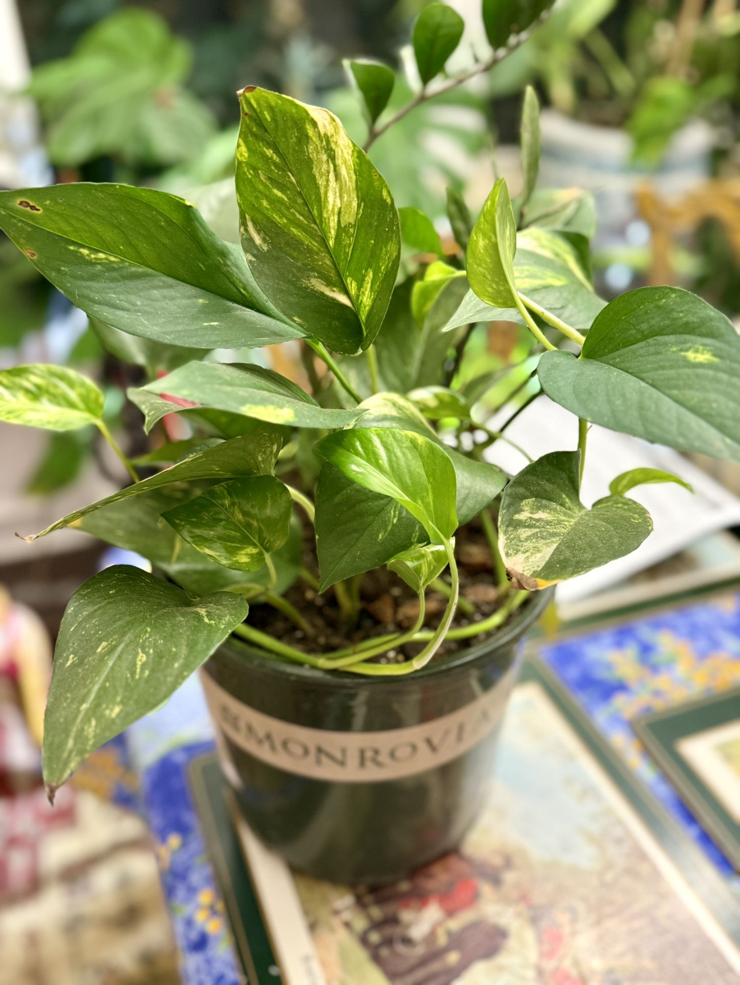 Large Pothos Plant In Two Gallon Pot